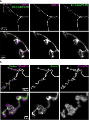 Endoplasmic Reticulum Lumenal Indicators in Drosophila Reveal Effects of HSP-Related Mutations on Endoplasmic Reticulum Calcium Dynamics